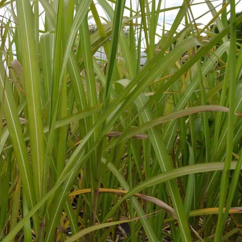 Miscanthus x giganteus ---